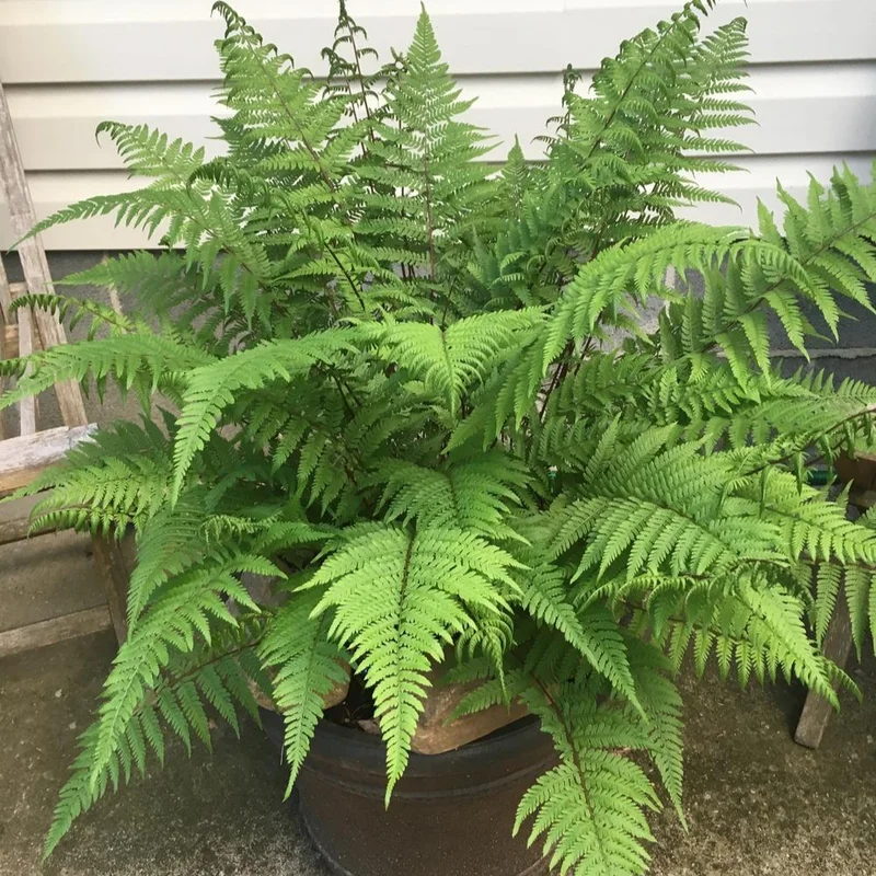 Lady Fern Rhizomes - 5 Pack - Shade Garden Plant