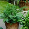 Lady Fern Rhizomes - 20 Count - Shade Loving Perennial