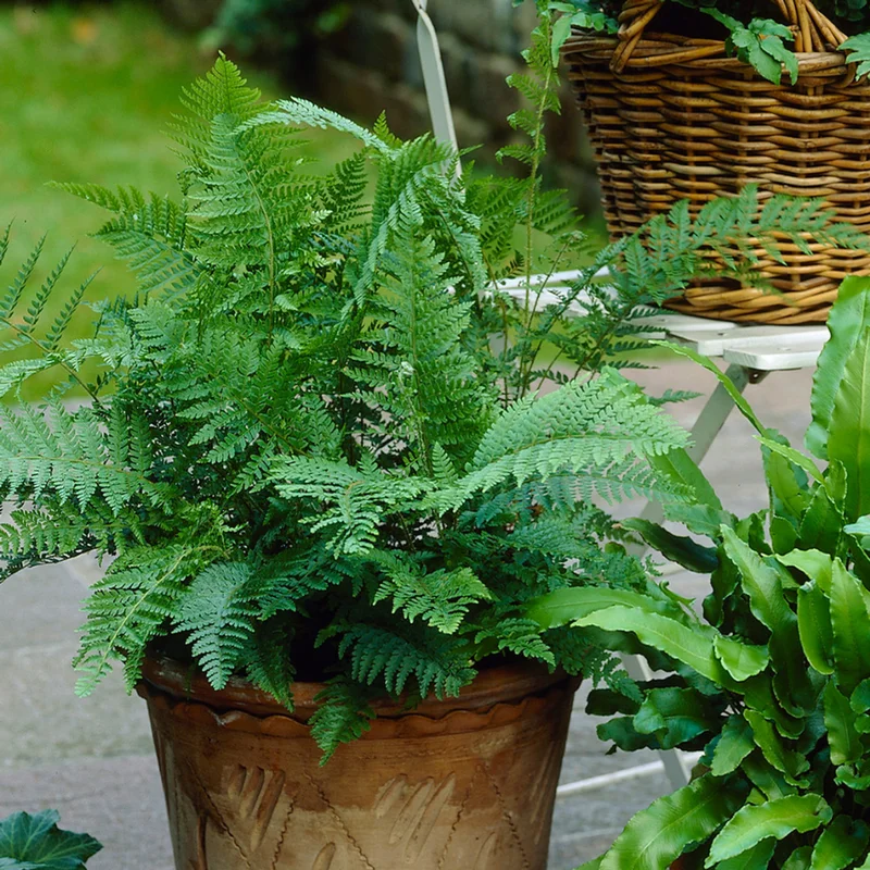 Lady Fern Rhizomes - 20 Count - Shade Loving Perennial