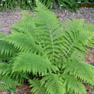 Lady Fern Rhizomes - 20 Count - Shade Loving Perennial