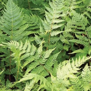 Lady Fern Rhizomes - 20 Count - Shade Loving Perennial