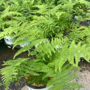 Hay Scented Fern Rhizomes - 5 Pack - Fragrant Ground Cover Plants