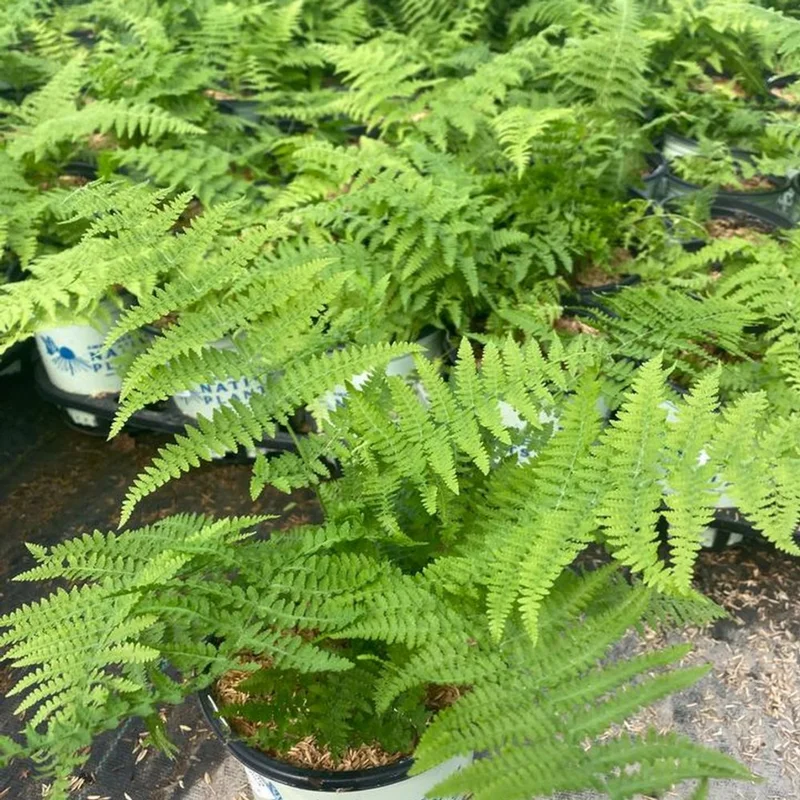 Hay Scented Fern Rhizomes - 5 Pack - Fragrant Ground Cover Plants