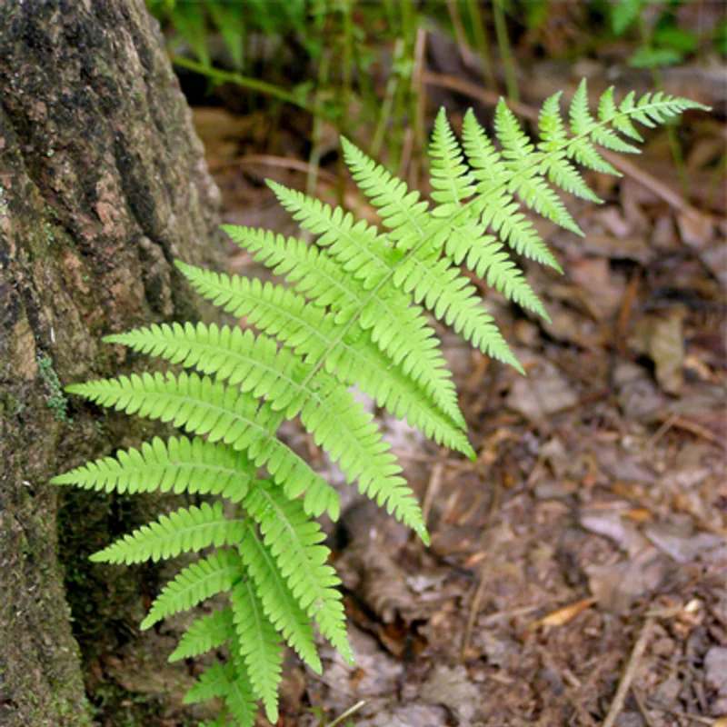 Hay Scented Fern Rhizomes - 5 Pack - Fragrant Ground Cover Plants