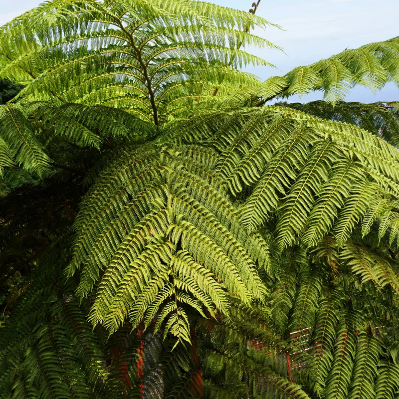 Hay Scented Fern Rhizomes - 5 Pack - Fragrant Ground Cover Plants