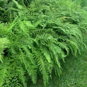 Hay Scented Fern Rhizomes - 20 Count - Fragrant Groundcover