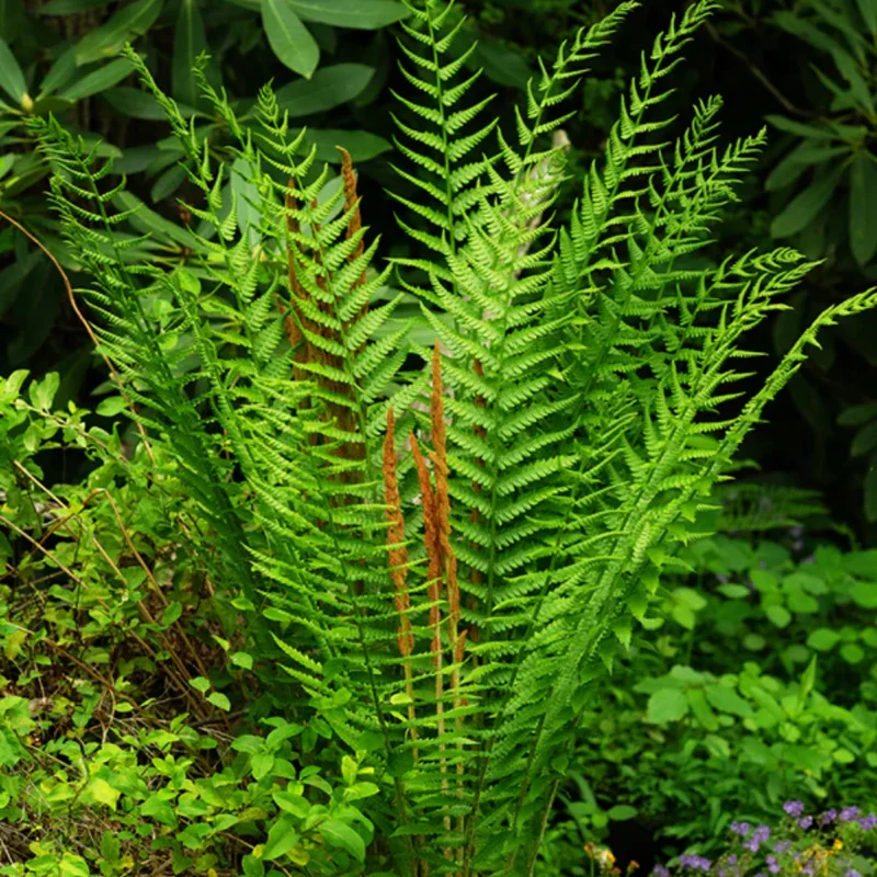 Cinnamon Fern Rhizomes - 5 Count - Ornamental Garden Plant