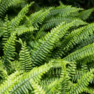 Cinnamon Fern Rhizomes - 5 Count - Ornamental Garden Plant