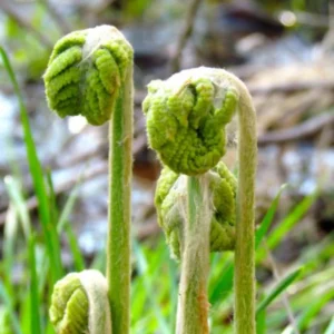 Cinnamon Fern Rhizomes - 20 Count - Easy to Grow Perennial
