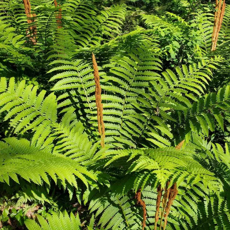 Cinnamon Fern Rhizomes - 20 Count - Easy to Grow Perennial