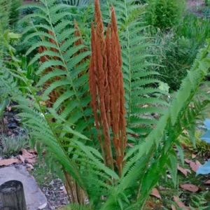 Cinnamon Fern Rhizomes - 20 Count - Easy to Grow Perennial