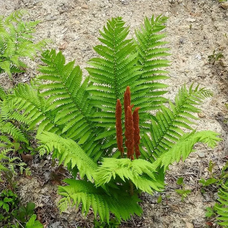 Cinnamon Fern Rhizomes - 20 Count - Easy to Grow Perennial