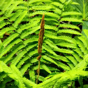Cinnamon Fern Rhizomes - 20 Count - Easy to Grow Perennial