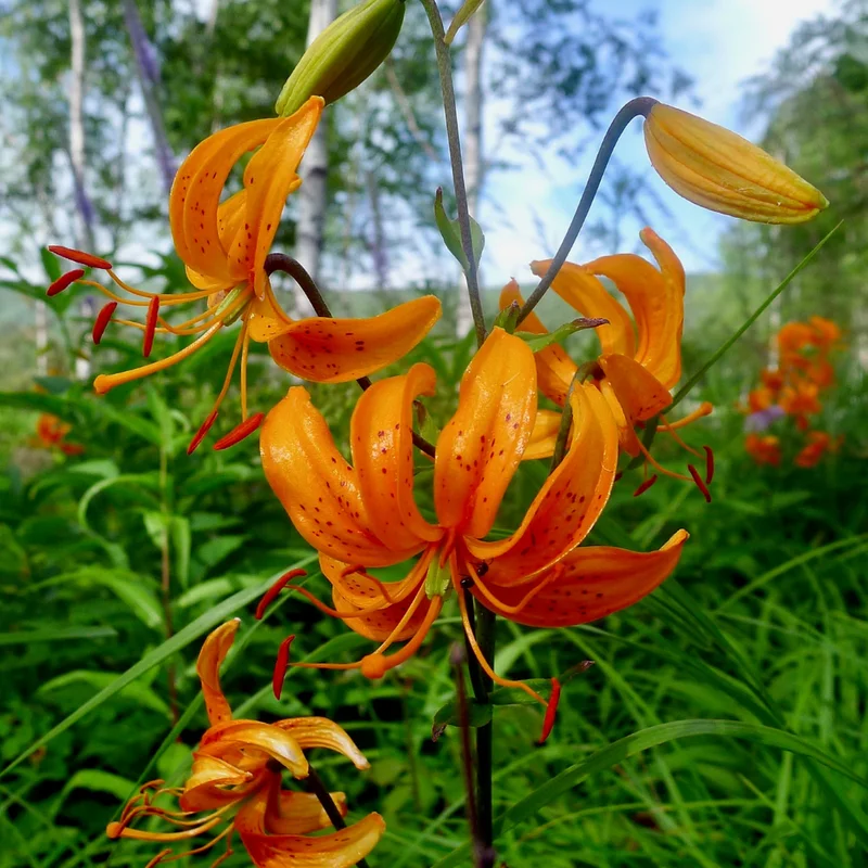 Turk's Cap Lily Bulbs - 20 Pack - Exotic Flowering Lilies