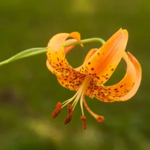 Turk's Cap Lily Bulbs - 20 Pack - Exotic Flowering Lilies