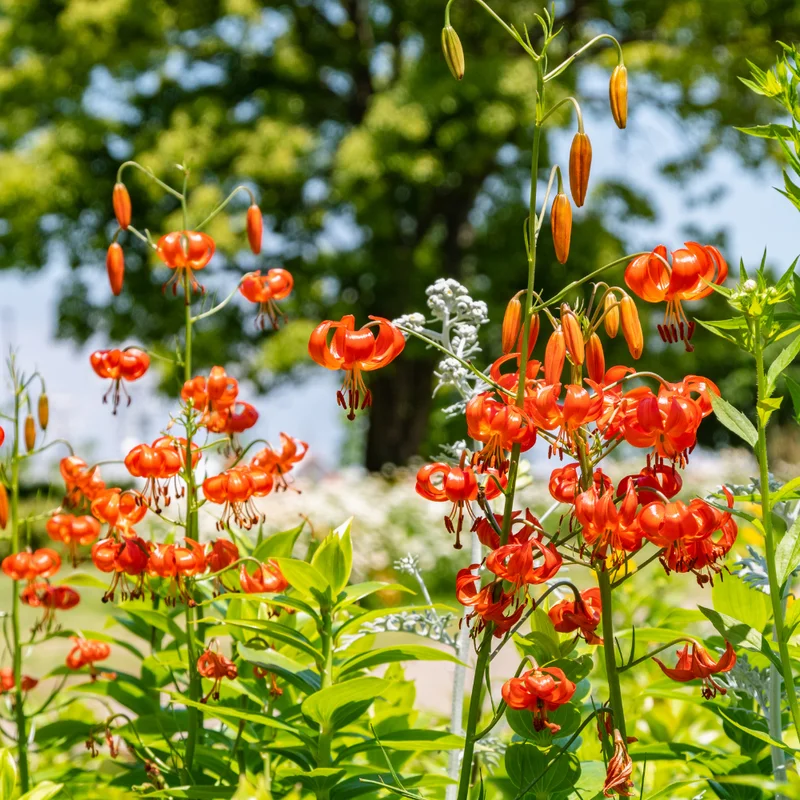 Turk's Cap Lily Bulbs - 20 Pack - Exotic Flowering Lilies