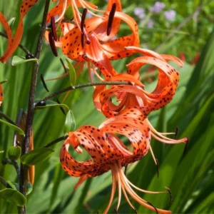 Turk's Cap Lily Bulbs - 20 Pack - Exotic Flowering Lilies