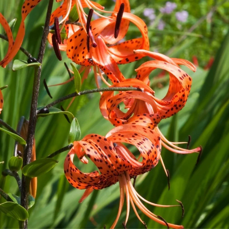 Turk's Cap Lily Bulbs - 20 Pack - Exotic Flowering Lilies