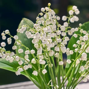 Lily Of the Valley 5 Roots - Fragrant Ground Cover Perennial