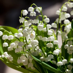 Lily Of the Valley 5 Roots - Fragrant Ground Cover Perennial