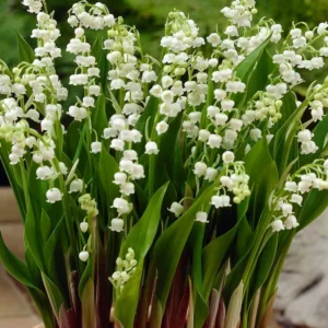 Lily Of the Valley 5 Roots - Fragrant Ground Cover Perennial