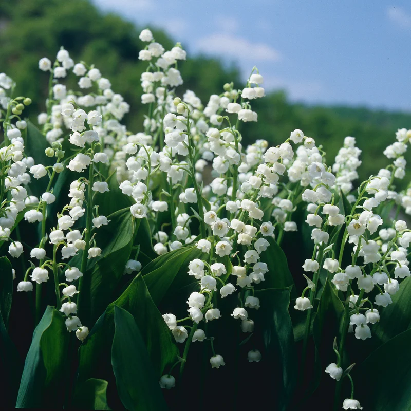 Lily Of The Valley 10 Roots - Fragrant Spring Blooms