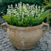 Lily of the Valley Plant 20 Roots - Fragrant Spring Blooms