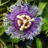 Passiflora Inspiration Plant - Passion Flower Vine - Unique Blooms