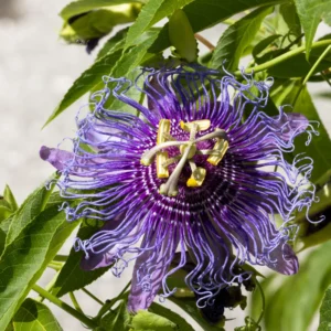 Passiflora Inspiration Plant - Passion Flower Vine - Unique Blooms