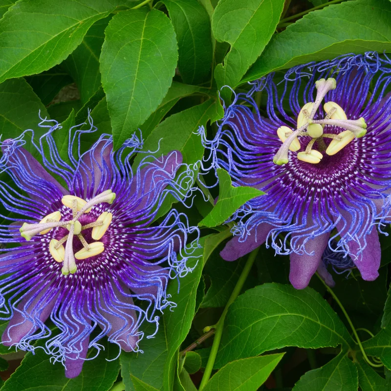 Passiflora Inspiration Plant - Passion Flower Vine - Unique Blooms