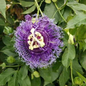 Passiflora Inspiration Plant - Passion Flower Vine - Unique Blooms