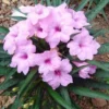 Pink Mexican Petunia Plants - Set of 2 - Flowering Garden Plants