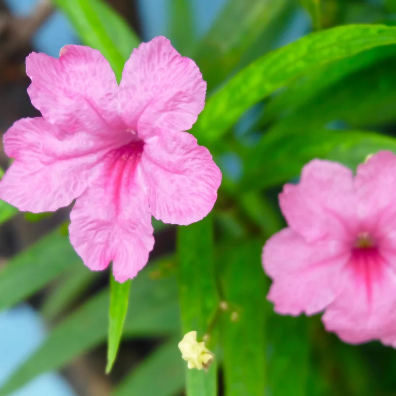 Pink Mexican Petunia Plants - Set of 2 - Flowering Garden Plants