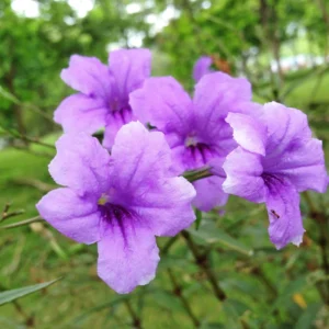 Purple Mexican Petunia Plants - Set of 2 - Vibrant Garden Bloom