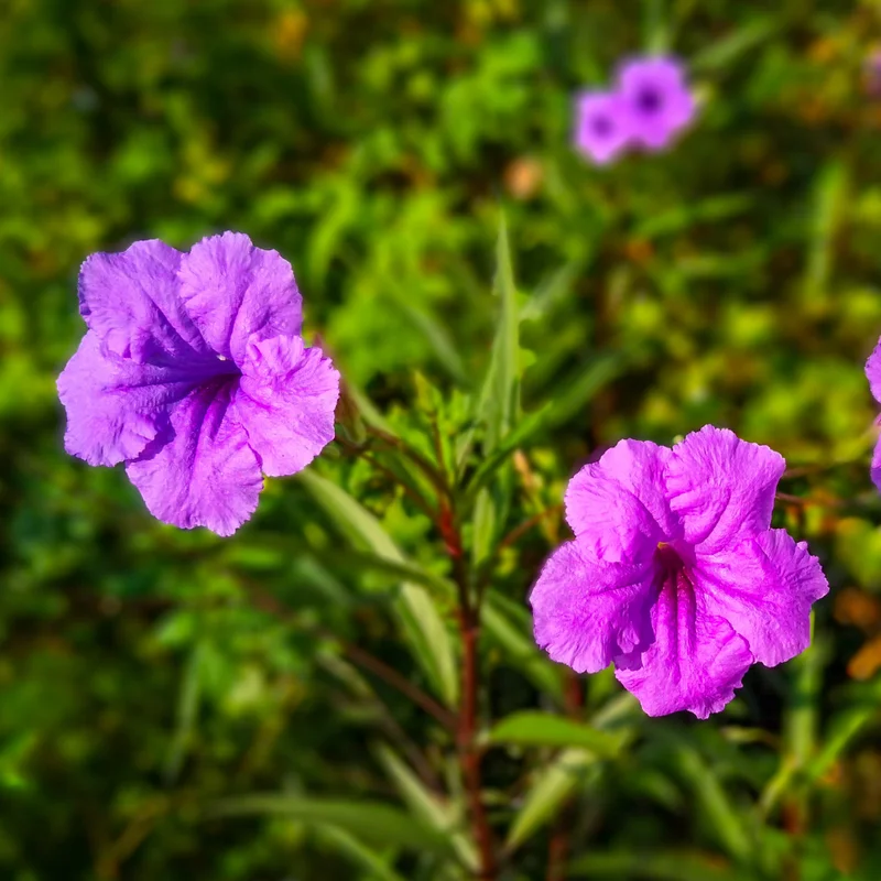2 Mix Mexican Petunia Plants - Colorful Bloom, Easy Care Flowers