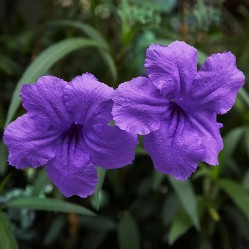 Purple Mexican Petunia Plants - Set of 2 - Vibrant Garden Bloom