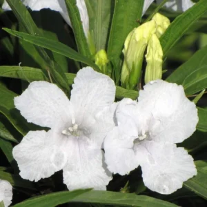 White Mexican Petunia Plants - Set of 3 - Easy Care Flowers