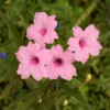 Mexican Petunia Plants - 4 Pink Ruellia Simplex - Garden Ready