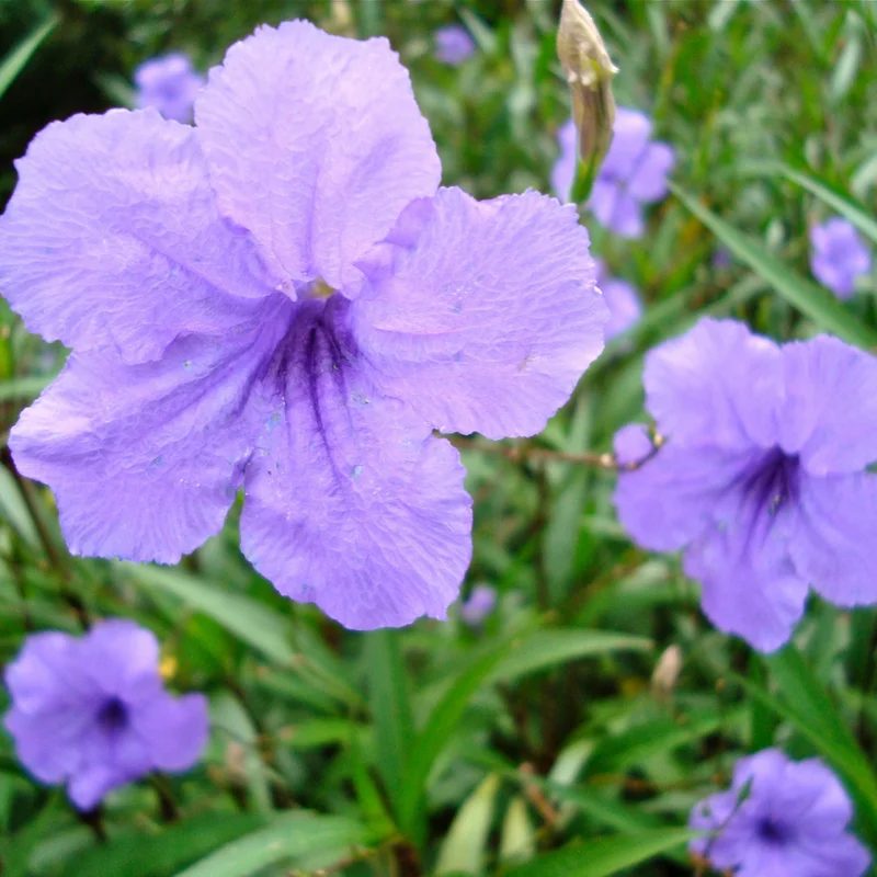 Purple Mexican Petunia Plants - Set of 4 - Vibrant Purple Blooms