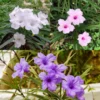 4 Mix Mexican Petunia Plants - Assorted Colors - Live Flowering Plants