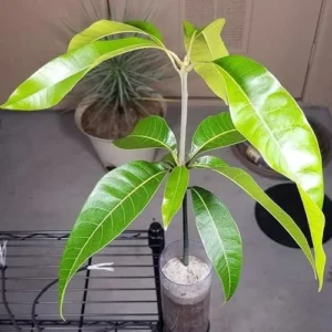 Kent Mango Plant 10-14in - Tropical Fruit Tree - Easy to Grow