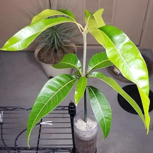 Kent Mango Plant 10-14in - Tropical Fruit Tree - Easy to Grow