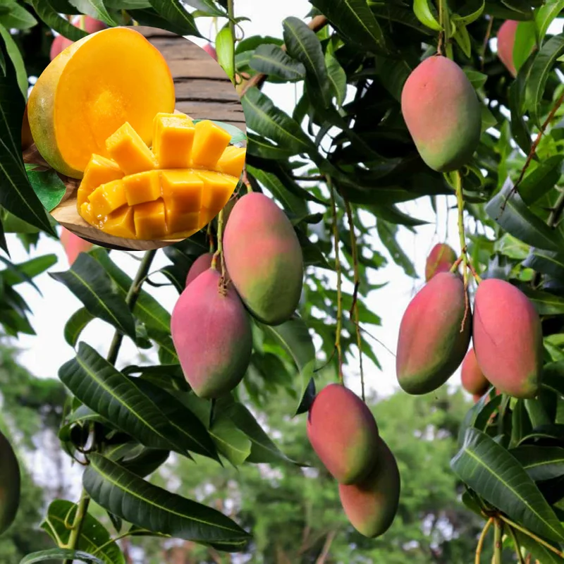 Kent Mango Plant 10-14in - Tropical Fruit Tree - Easy to Grow