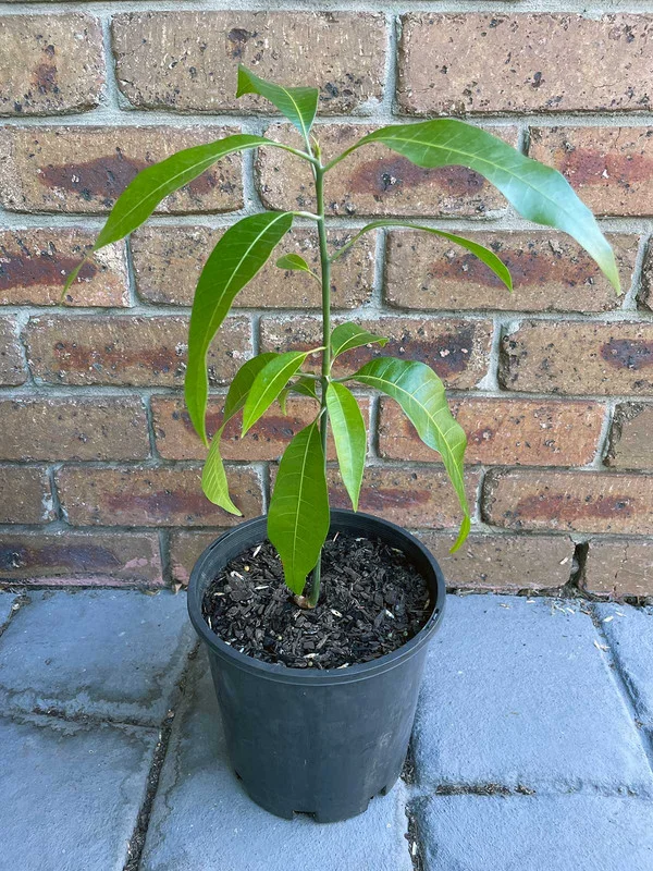 Carrie Mango Plant - 8-12 Inch Fruit Tree - Tropical Delight