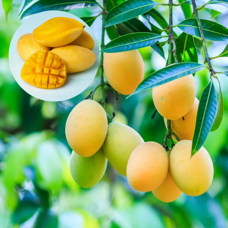 Carrie Mango Plant - 8-12 Inch Fruit Tree - Tropical Delight