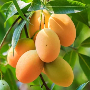 Carrie Mango Tree 8-12 Inch - Tropical Fruit Tree for Home Gardens