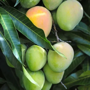 Carrie Mango Plant - 8-12 Inch Fruit Tree - Tropical Delight