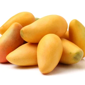 Ewin Mango Tree - 8-12 Inch Fruit Tree Sapling