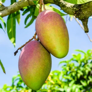 Cogshall Dwarf Mango Tree 2-4 Ft Tall - Tropical Fruit Tree