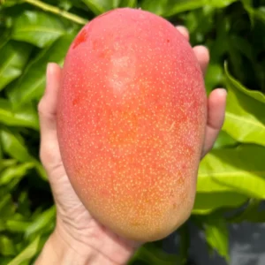 Kesar Mango Tree Grafted - Sweet Indian Mango Variety - 2-4 Feet Tall